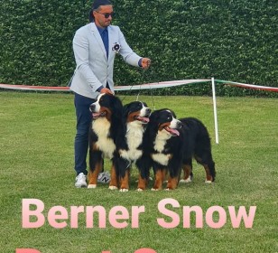 berner-snow-cuccioli-2023-vendita (14)